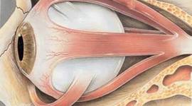 Timeline: Desarrollo embrionario del ojo