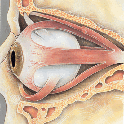 Timeline: EL DESARROLLO EMBRIONARIO DEL SISTEMA VISUAL.