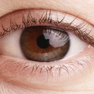 Timeline: Embriogenia del ojo