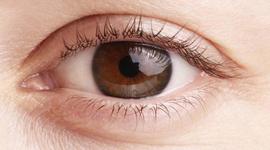 Timeline: Embriogenia del ojo