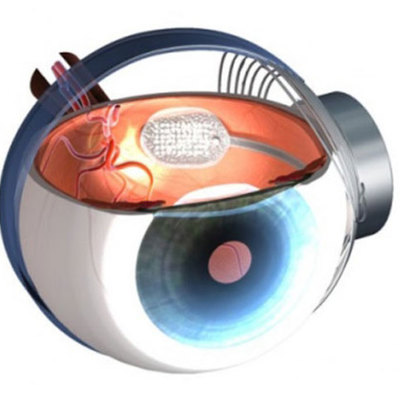 Timeline: EL DESARROLLO EMBRIONARIO DEL SISTEMA VISUAL