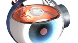 Timeline: EL DESARROLLO EMBRIONARIO DEL SISTEMA VISUAL