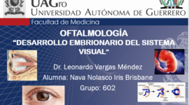 Timeline: DESARROLLO EMBRIONARIO DEL SISTEMA VISUAL