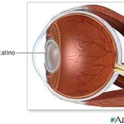 Timeline: EMBRIOLOGIA OCULAR