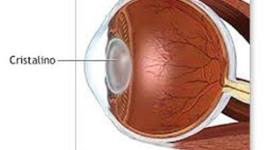 Timeline: EMBRIOLOGIA OCULAR