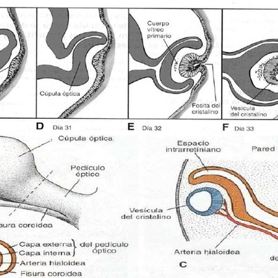 Timeline: Principales hitos en el desarrollo ocular, anexos y vía visual.