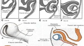 Timeline: Principales hitos en el desarrollo ocular, anexos y vía visual.