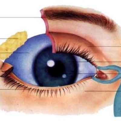 Timeline: Desarrollo embrionario del sistema visual