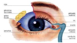 Timeline: Desarrollo embrionario del sistema visual