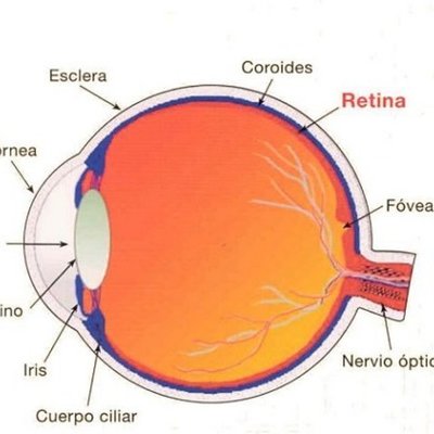 Timeline: DESARROLLO EMBRIONARIO DEL SISTEMA VISUAL