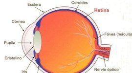 Timeline: DESARROLLO EMBRIONARIO DEL SISTEMA VISUAL