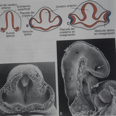 Timeline: La primera manifestación del desarrollo del ojo aparece en el embrión de 22 días en forma de 2 surcos poco profundos a cada lado del cerebro anterior al cerrarse el tubo neural, este surco produce evaginaciones del cerebro anterior las vesículas ópticas