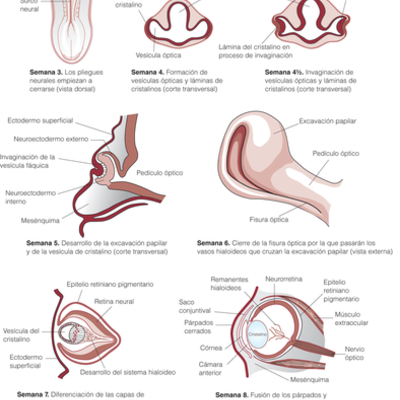 Timeline: DESARROLLO EMBRIONARIO DEL SISTEMA VISUAL