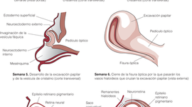 Timeline: DESARROLLO EMBRIONARIO DEL SISTEMA VISUAL
