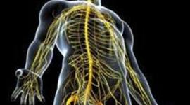 Timeline: SISTEMA NERVIOSO