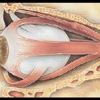 Timeline: Embriologia Ocular