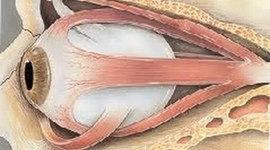 Timeline: Embriologia Ocular