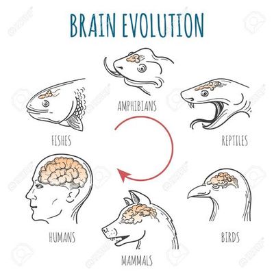Timeline: evolución del cerebro