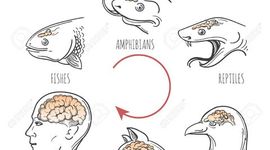 Timeline: evolución del cerebro