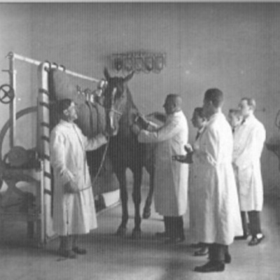 Timeline: Historia de la Medicina Veterinaria