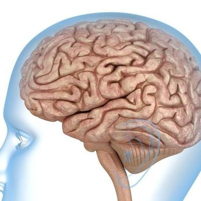 Timeline: Evolución humana y del cerebro