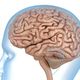 Brain