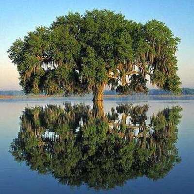 Timeline: Els meus estudis