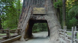 Timeline: History of Redwood National Park