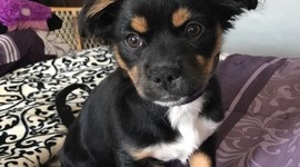 Timeline: Puppy Life