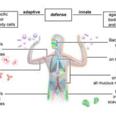Timeline: Immune Sytem