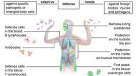 Timeline: Immune Sytem