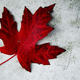 Maple leaf