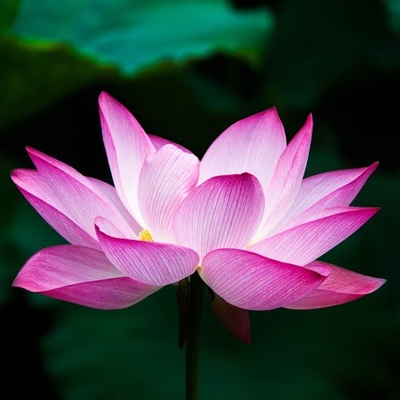 Timeline: El Cronograma De Mi Vida