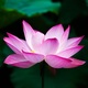 Lotus flower (978659)