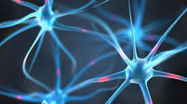 Timeline: Evolucion sistema nervioso