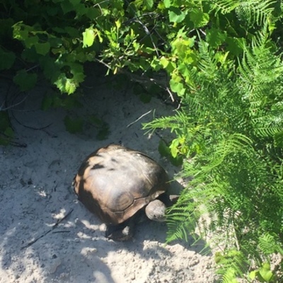 Timeline: La legada de Delia