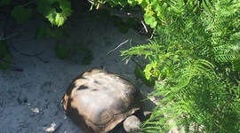 Timeline: La legada de Delia