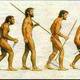 Human evolution