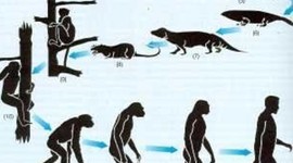 Timeline: Evolución del Cerebro