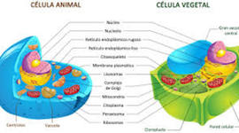 Timeline: Linea de tiempo sobre la célula "unidad anatómica, fisiológica y de origen de todo ser vivo"