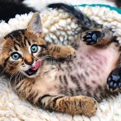 Timeline: Személyem