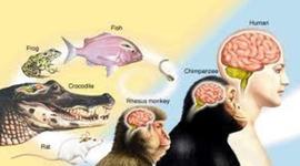 Timeline: Evolución del cerebro (escala en millones de años)