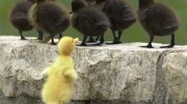 Timeline: TEORIAS PEDAGOGICAS Y EL APRENDIZAJE SIGNIFICATIVO