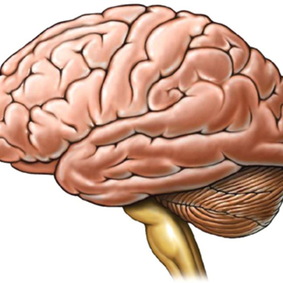 Timeline: La evolución del sistema nervioso