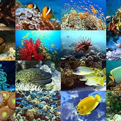 Timeline: Linea de antecedentes históricos en Biología Marina