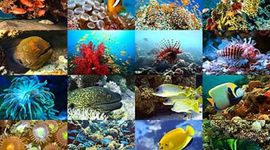 Timeline: Linea de antecedentes históricos en Biología Marina