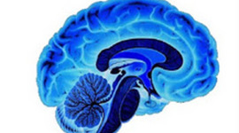 Timeline: LA NEUROCENCIA DE LA CONDUCTA