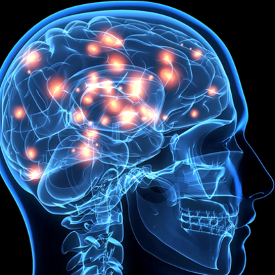 Timeline: Historia del cerebro