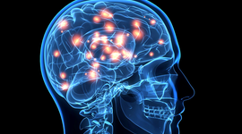 Timeline: Historia del cerebro