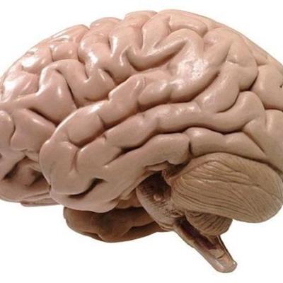 Timeline: Evolución del cerebro